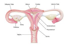 Your Guide to the Female Reproductive System Your Guide to the Female Reproductive System